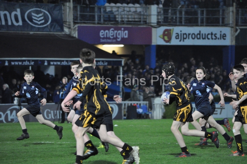 Leinster-Treviso-015