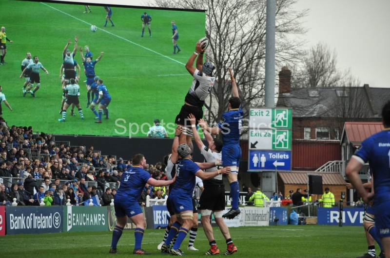 Leinster-Zebre-011